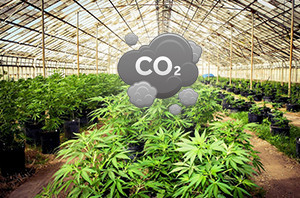 конопля CO2 урожайность